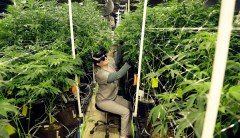 The case against legalization and decriminalization of marijuana