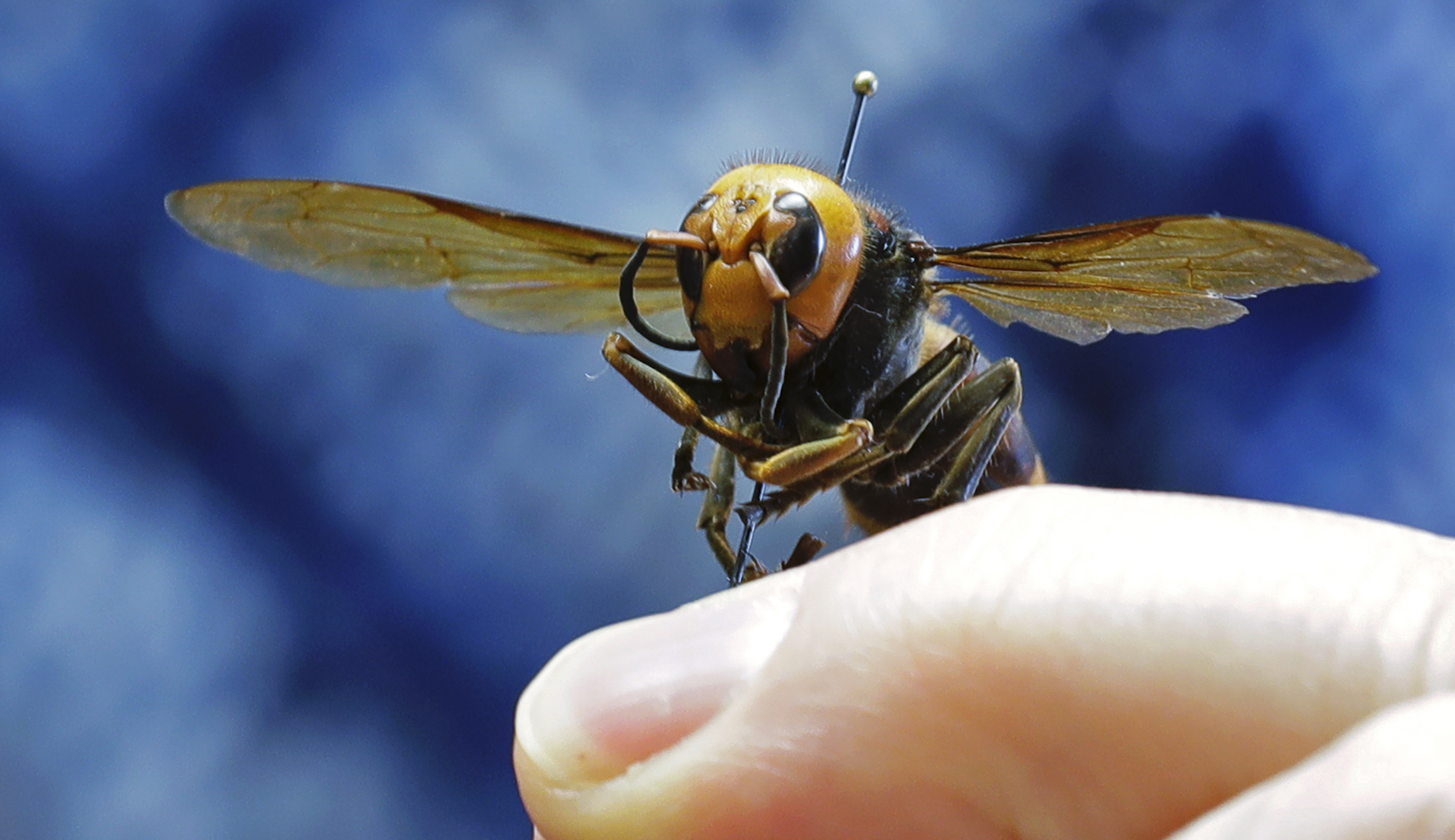 ‘Murder hornet’ trapped alive in Washington state for first time
