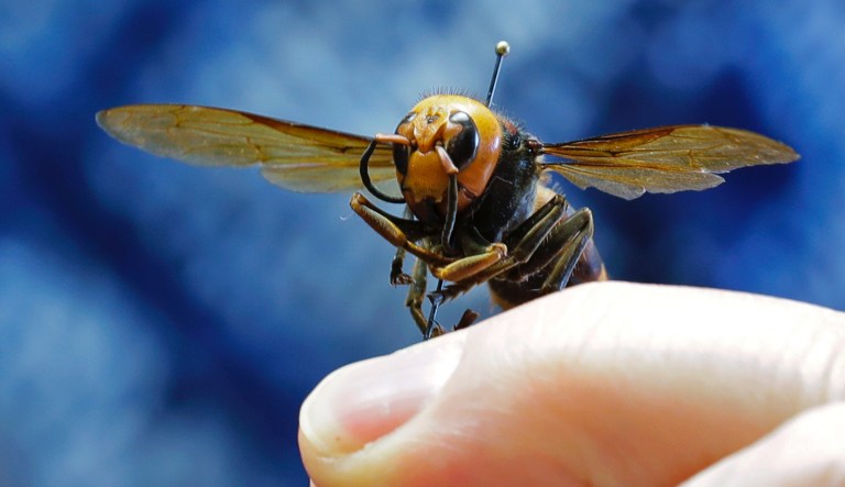 An Asian giant hornet from Japan is held on a pin by Sven Spichiger, an entomologist with the Washington state Dept. of Agriculture, Monday, May 4, 2020, in Olympia, Wash. The insect, which has been found in Washington state, is the world's largest hornet, and has been dubbed the "Murder Hornet" in reference to its appetite for honey bees, and a sting that can be fatal to humans.