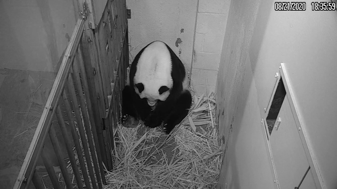 National Zoo’s giant panda Mei Xiang becomes oldest giant panda in the US to give birth successfully