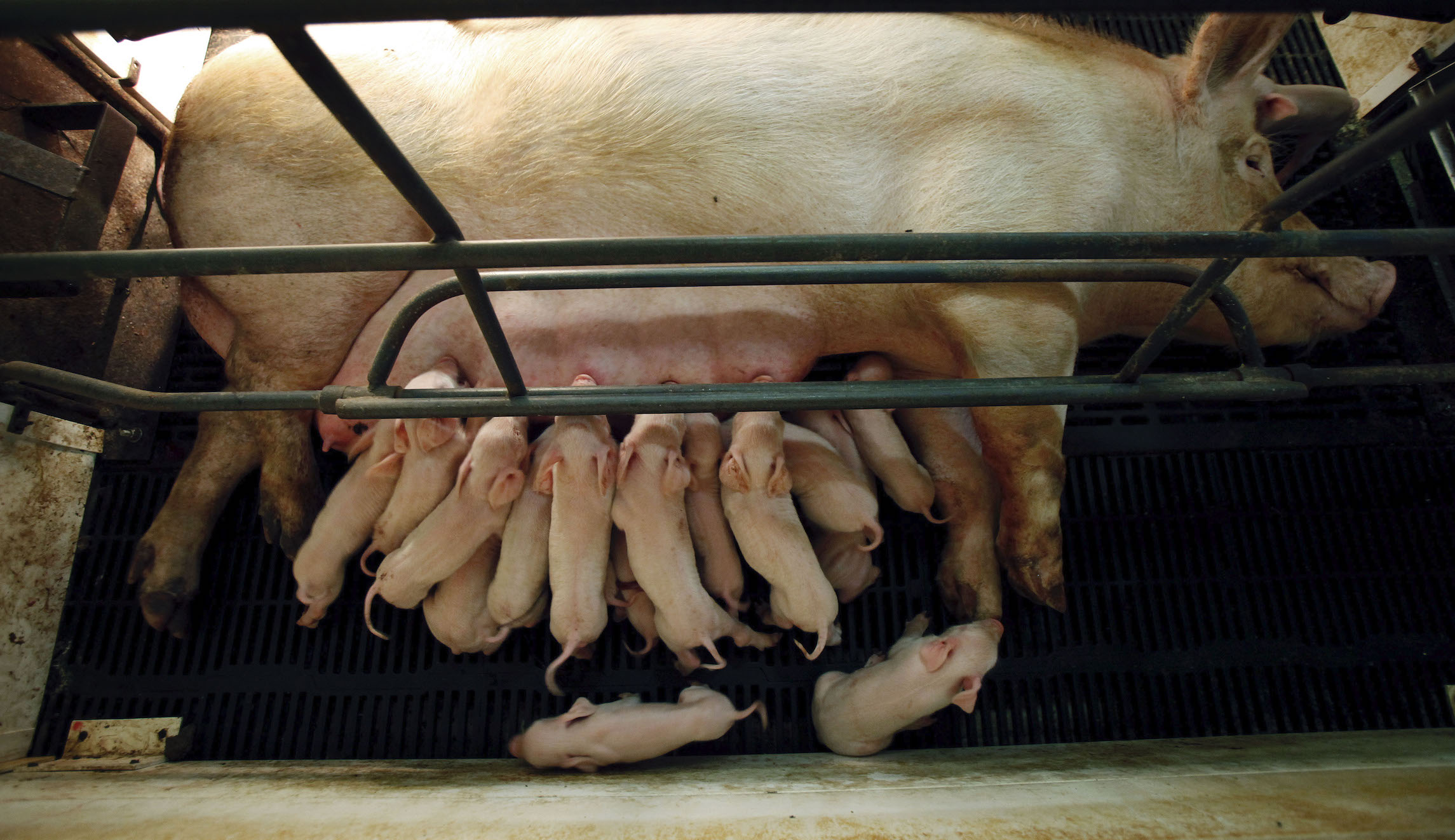 Iowa authorities rescue hundreds of piglets after semi overturns
