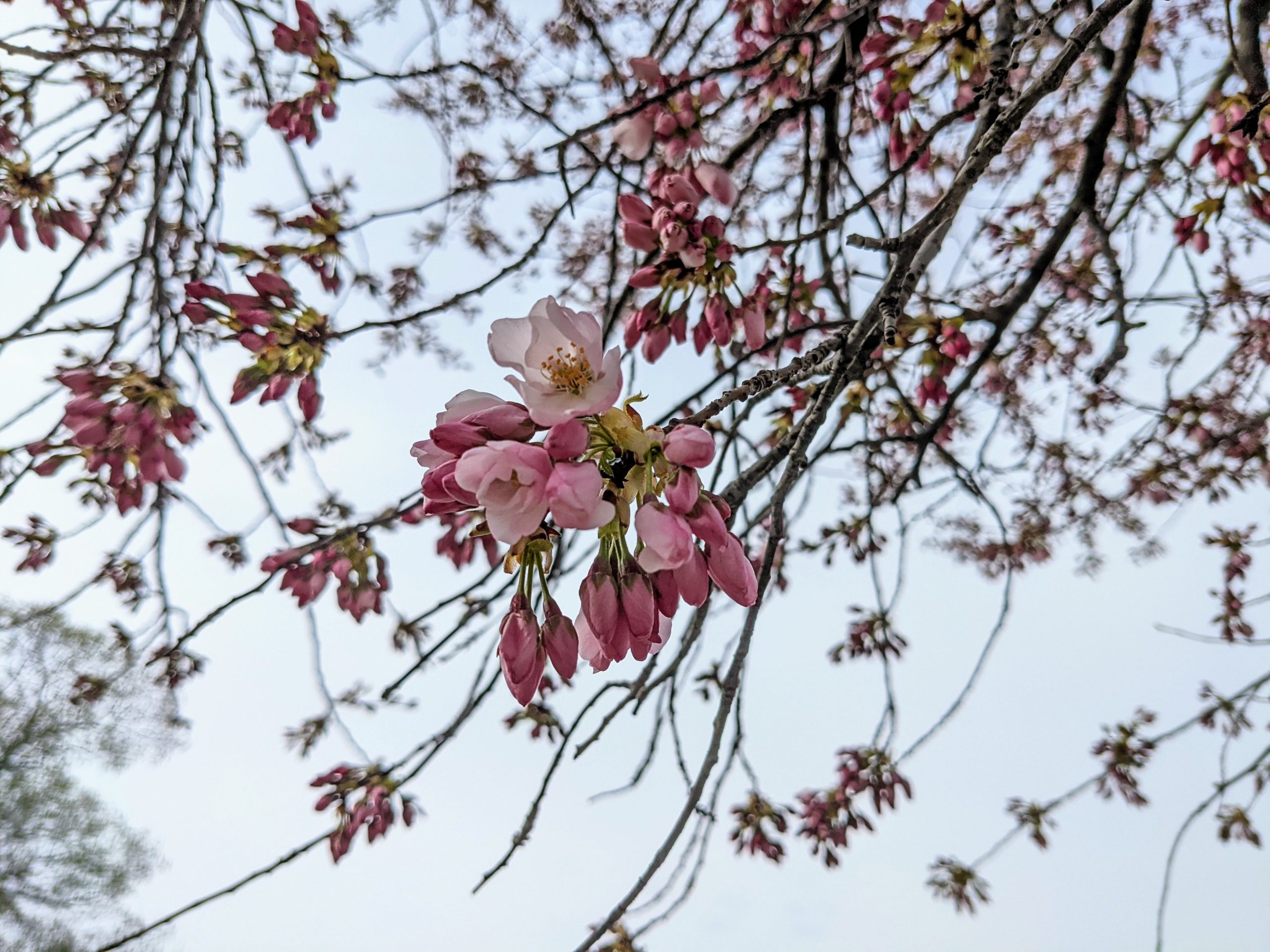 DC cherry blossoms: Rain and freezing temperatures could hurt peak bloom