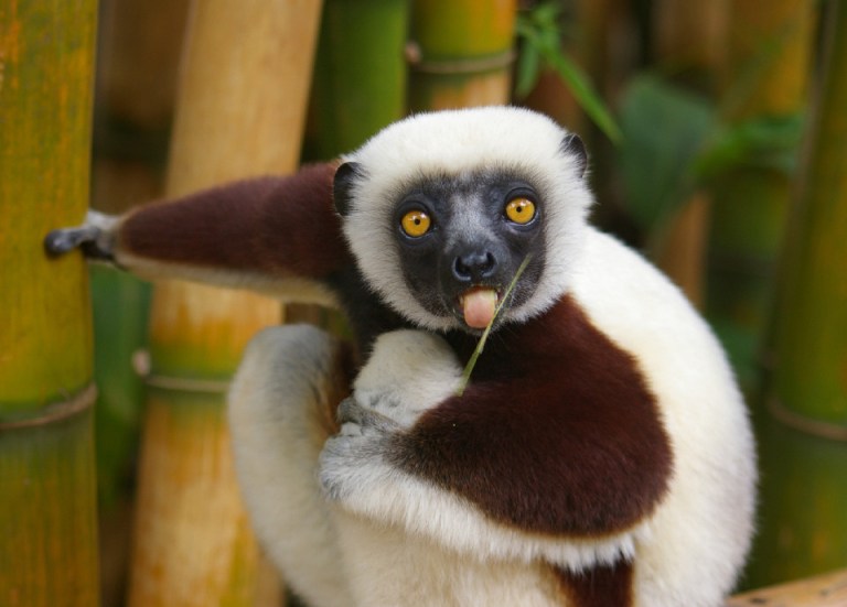 14 lemurs that won’t blink in the fight to defund Obamacare