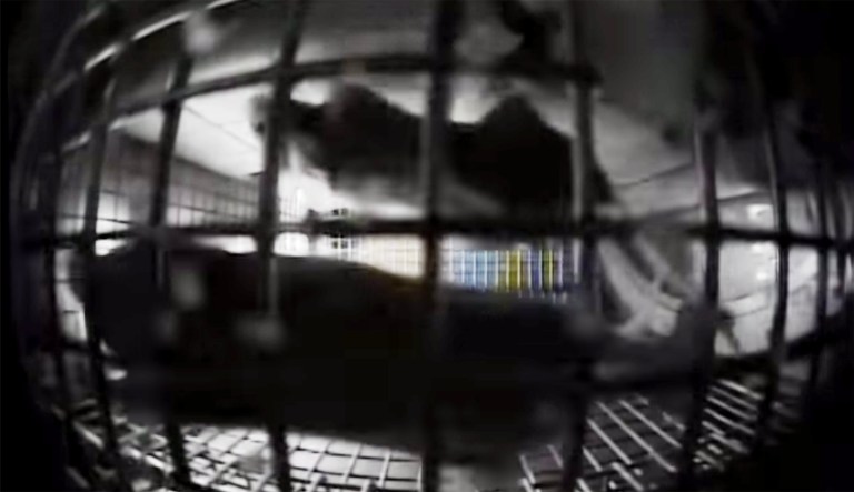 NASA sent mice to space. This was the result