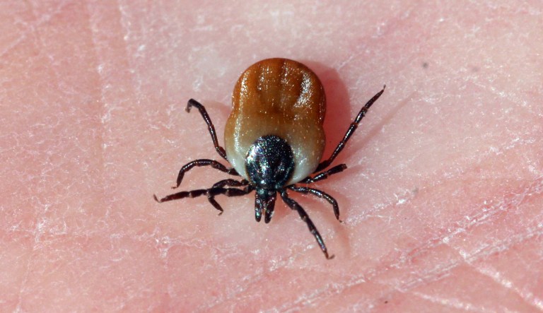 An April 20, 2004 file photo of a tick, a bloodsucking parasite increasingly common in Sweden.