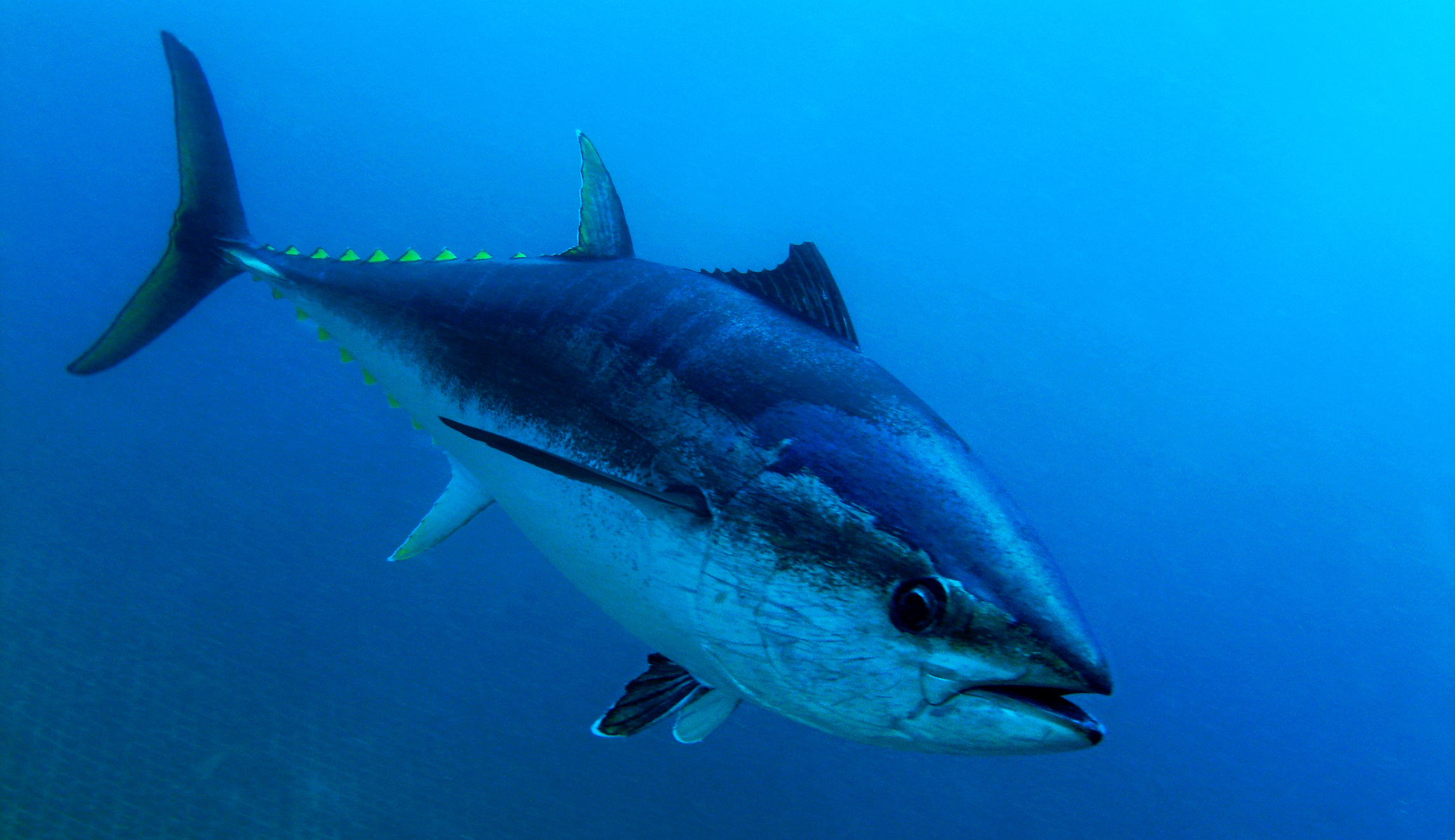 ‘This is the best’: Rare tuna sold for $1.8M