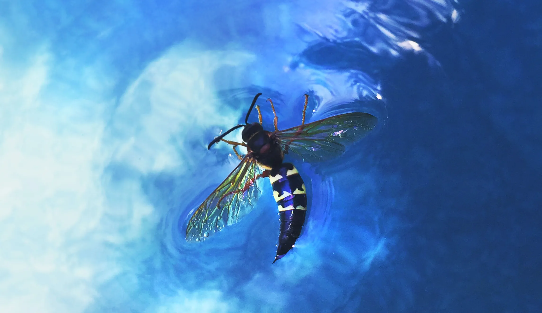 The birds and the fish