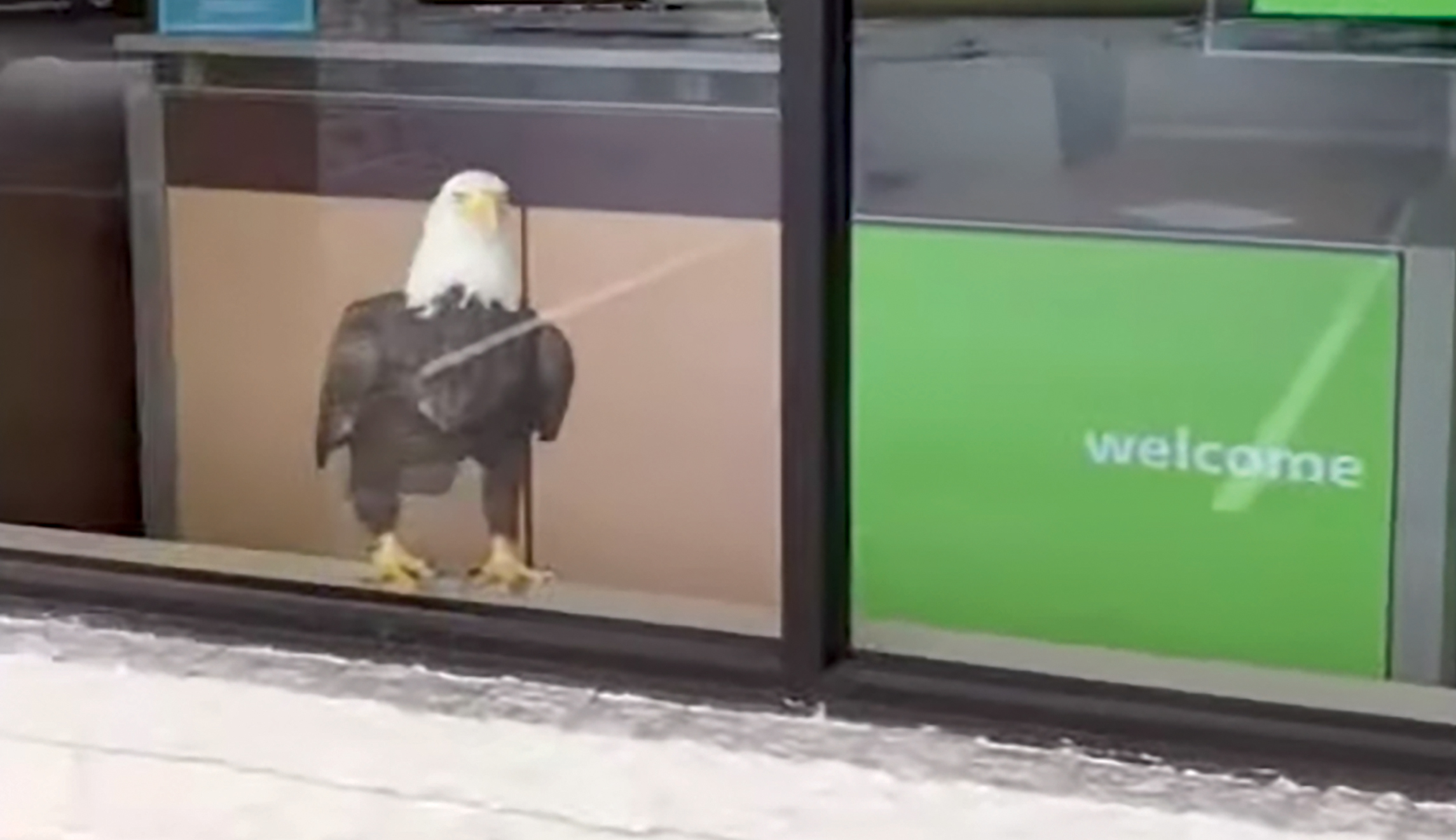 Endangered Species and Morality