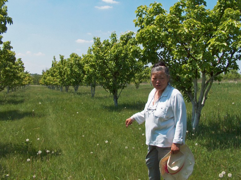 In this May 31, 2014 photo, Oriana Kruszewski stands among her more than 500 Asian pear trees at Oriana's Oriental Orchard and Nursery near Winslow, Ill. Kruszewski came to this country with her husband, Jack, from Hong Kong 43 years ago wanting to own a piece of land. (AP Photo/The Journal-Standard, Tony Carton)