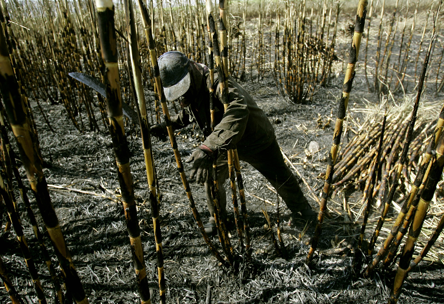 Trump should sour on Mexican sugar quotas
