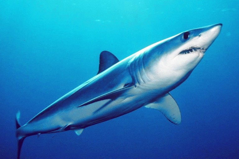 A shortfin mako shark. (Photo: Mark Conlin, SWFSC Large Pelagics Program, NOAA)