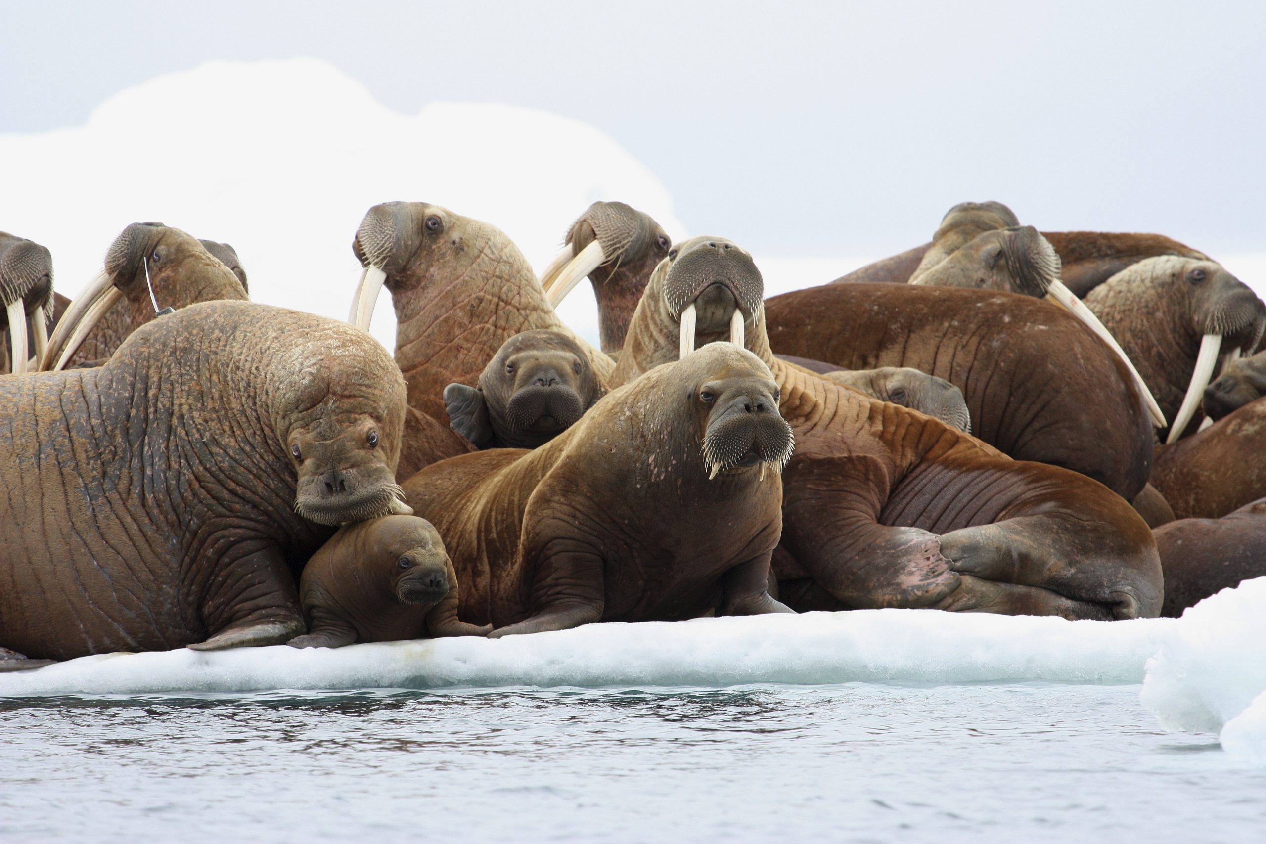 How to stop Shell’s Arctic drilling? With walruses, green groups say