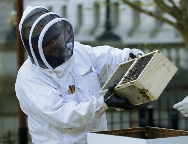 44% of nation’s honey bee hives die, rare summer deaths surge