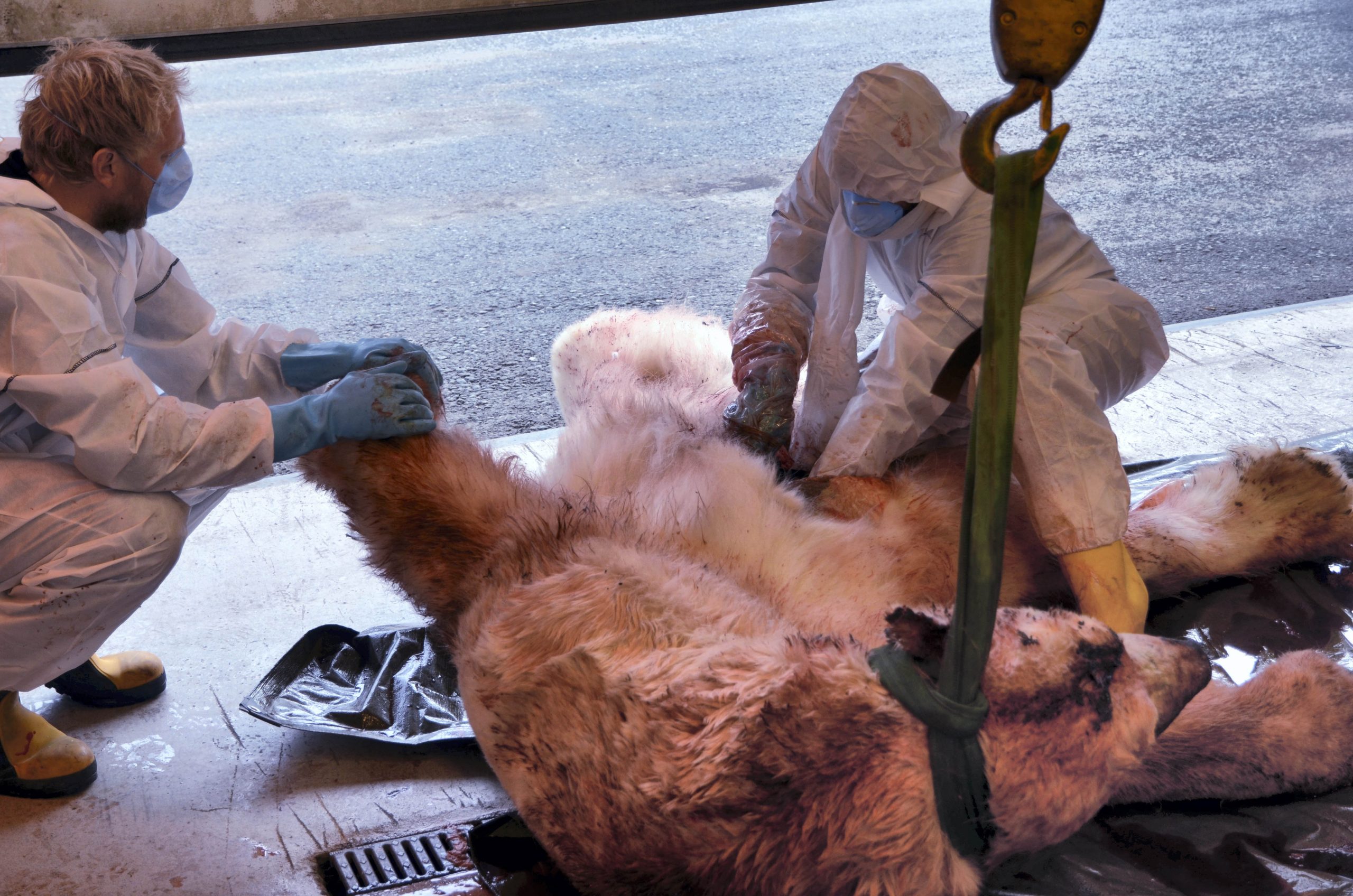 UK trip leader: I tried to gouge polar bear’s eyes