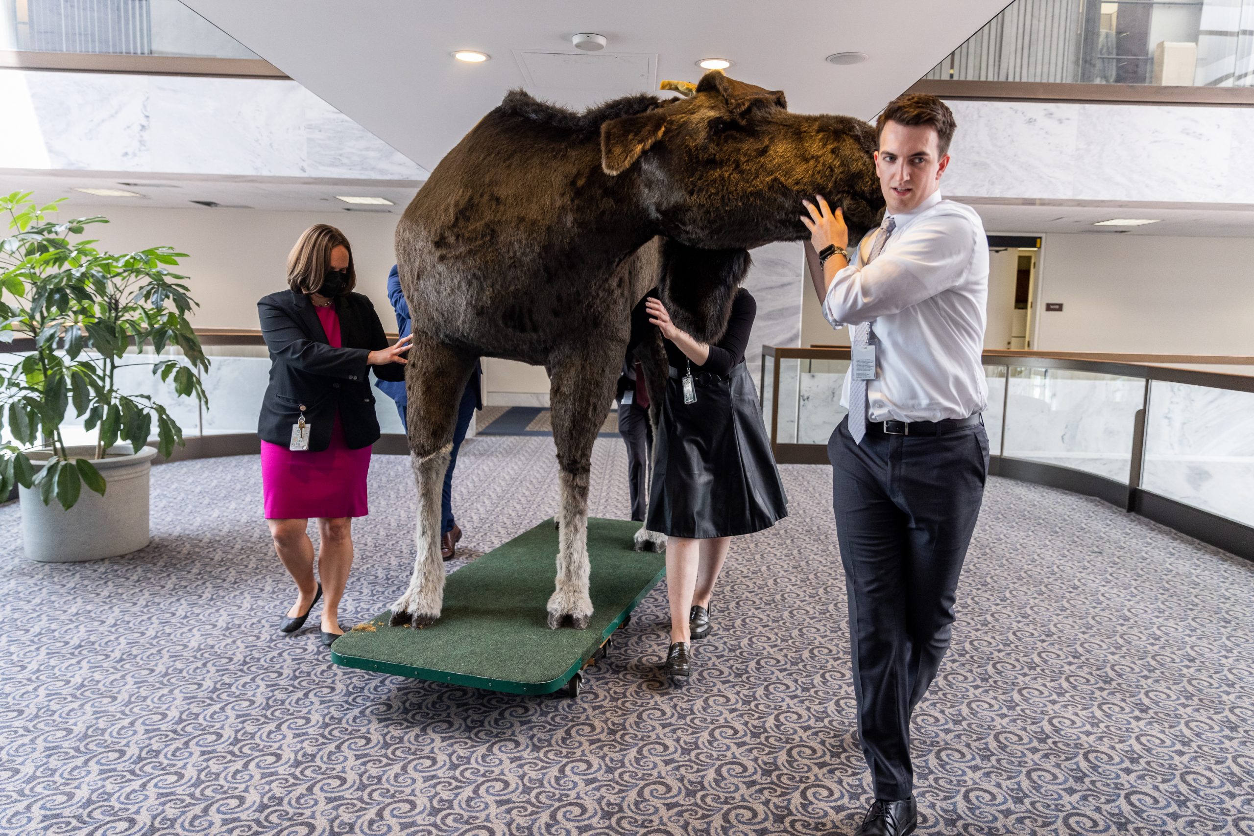 Staff members from Sen. Jeanne Shaheen's (D-NH) office move a stuffed moose through Hart Office Building on June 13, 2023, in Washington, DC. The stuffed moose named "Marty the Moose" and a stuffed bear named "Kodak the Bear" will be on display in Shaheen's office as part of the 12th annual Experience New Hampshire event.