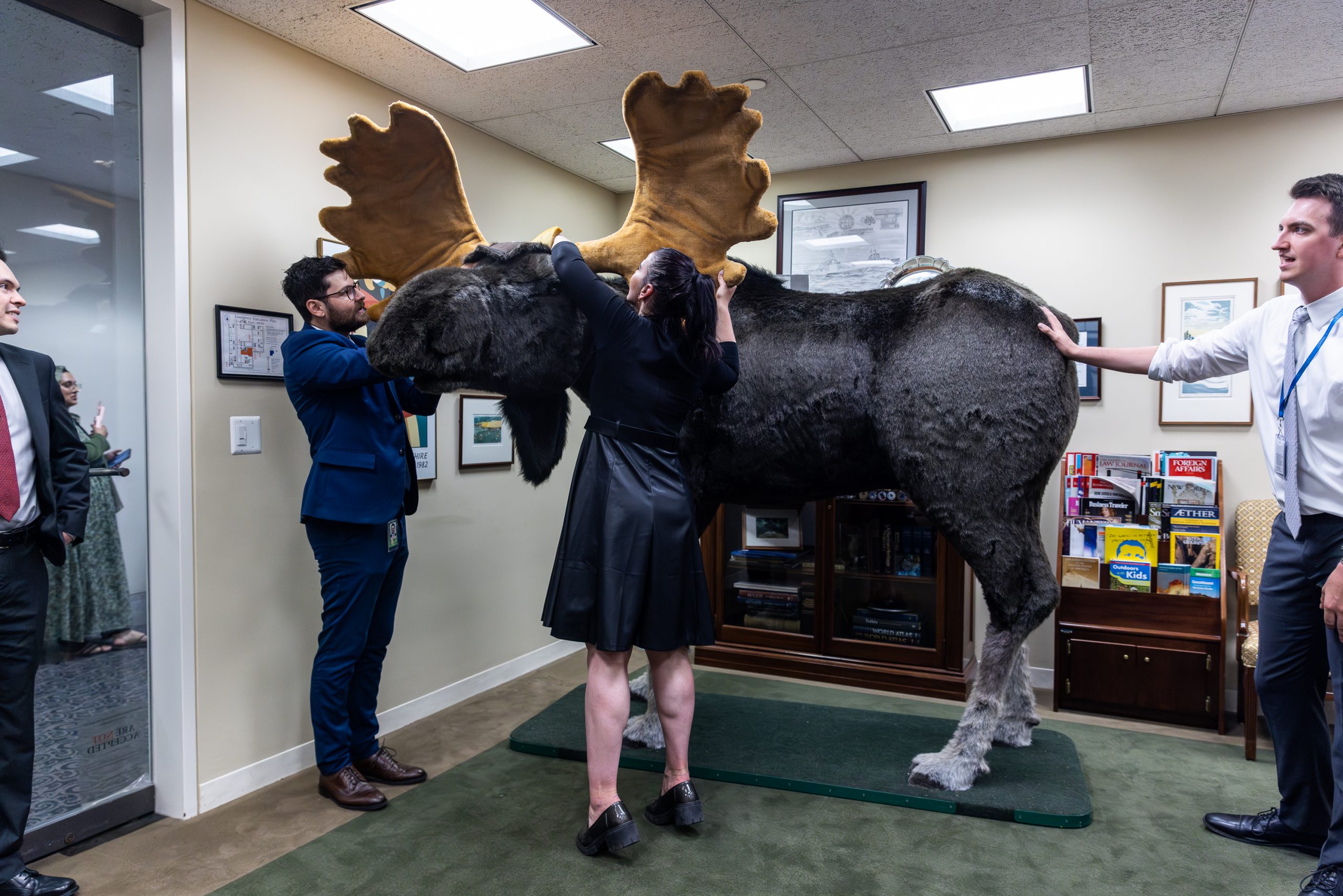 Staff members from Sen. Jeanne Shaheen's (D-NH) office set up a stuffed moose on June 13, 2023, in Washington, DC. The stuffed moose named "Marty the Moose" and a stuffed bear named "Kodak the Bear" will be on display in Shaheen's office as part of the 12th annual Experience New Hampshire event.