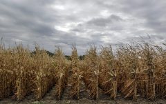 Record crops predicted; farmers market carefully