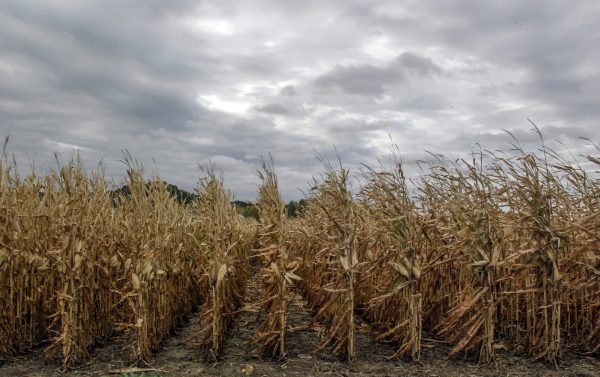 Record crops predicted; farmers market carefully