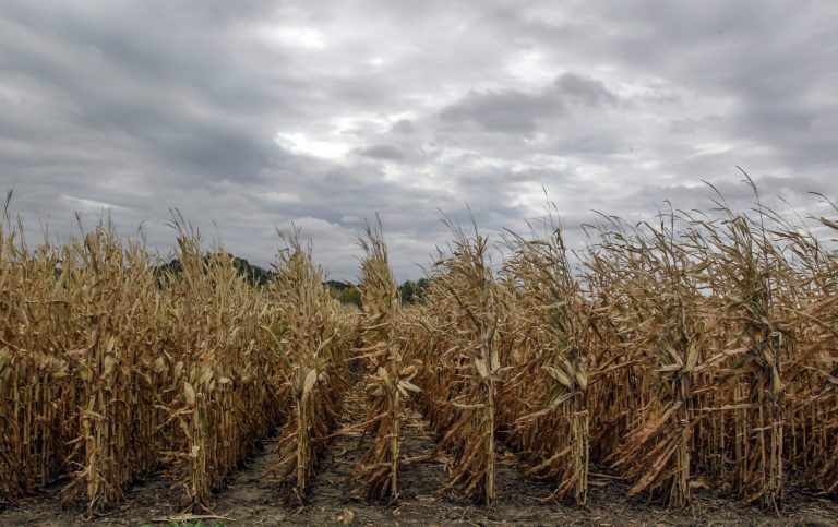 FILE - This Oct. 4, 2012 file photo shows un-harvested corn in a field near Council Bluffs, Iowa. Farmers will produce a record-breaking corn harvest in 2014, surpassing earlier expectations of the U.S. Department of Agriculture, which on Tuesday, Aug. 12, 2014,  revised upward its estimate of this year's corn crop to 14 billion bushels to exceed last year's 13.9 billion bushel record. (AP Photo/Nati Harnik, File)