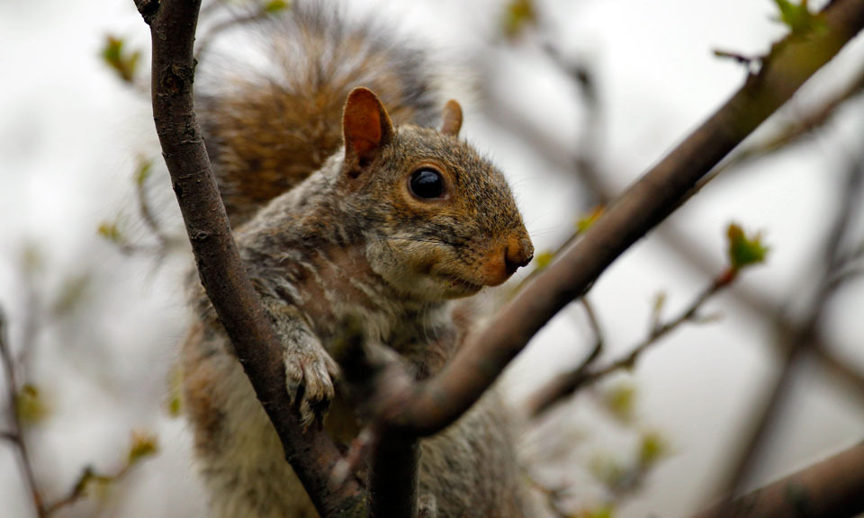 Nat’l Journal: Government’s surprising history of squirrel population engineering