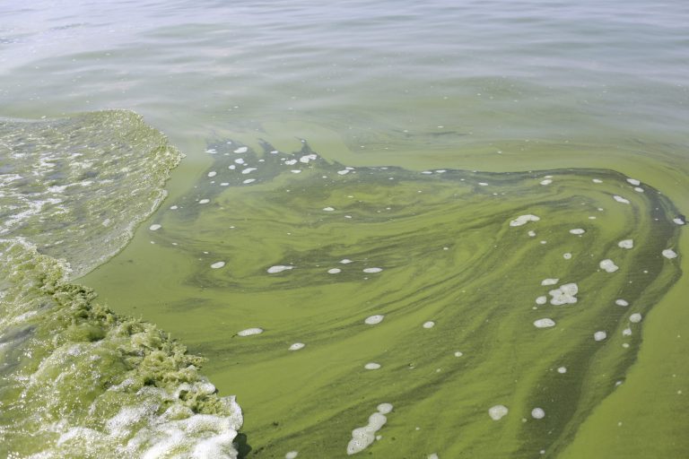 This Aug. 3, 2014 file photo shows Algae near the City of Toledo water intake crib, in Lake Erie, about 2.5 miles off the shore of Curtice, Ohio. While Lake Erie is one of the smaller lakes in the Great Lakes system, the impact that such blooms could have on the Midwest could be fairly large. (AP File Photo/Haraz N. Ghanbari)