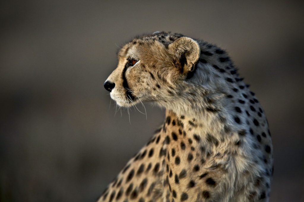 Iran tries to save Asiatic cheetah from extinction