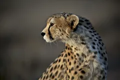 India reintroduces cheetahs after extinction 70 years ago