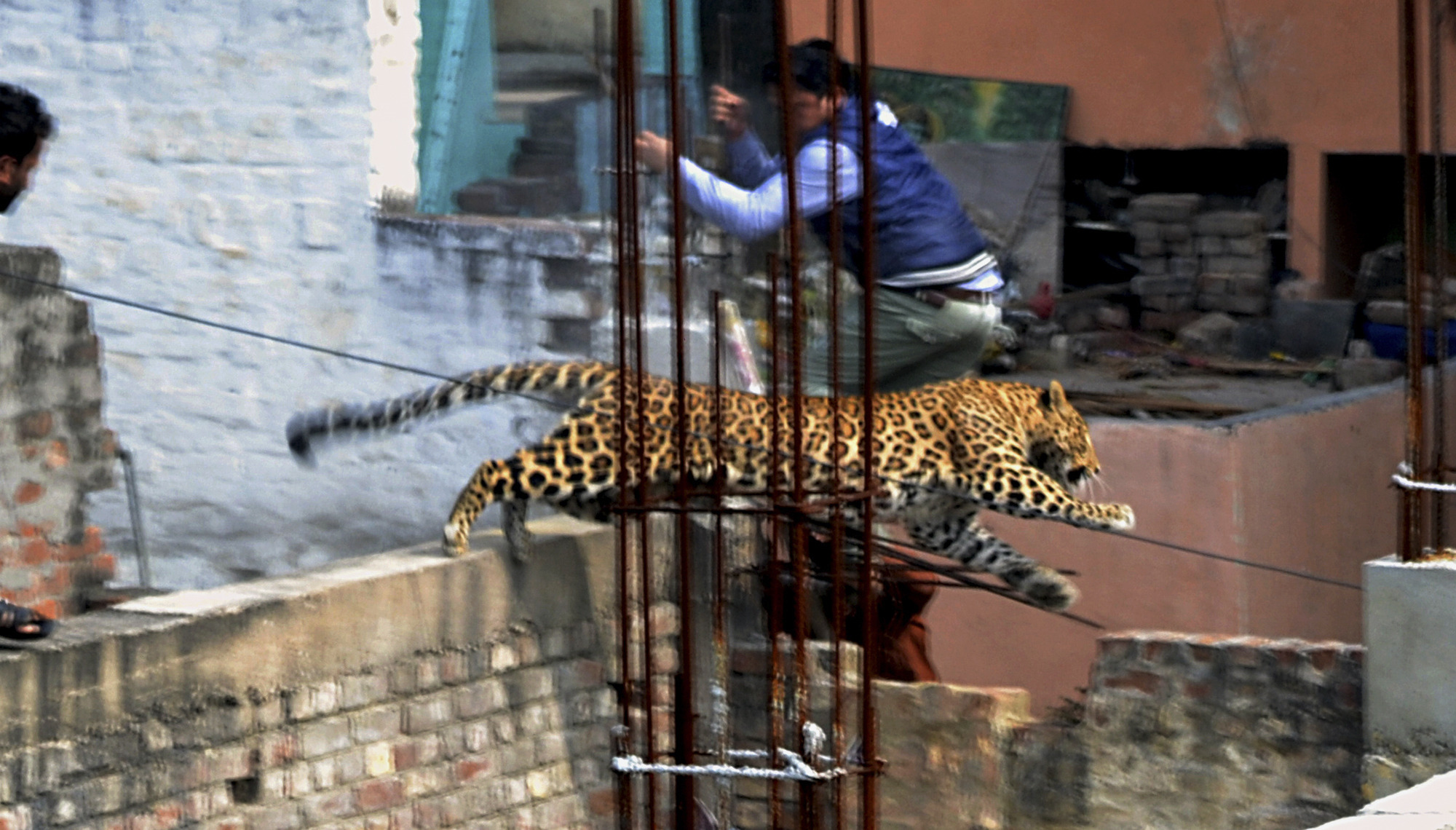 Leopard on the prowl panics bustling Indian city