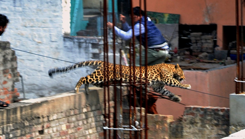 Leopard on the prowl panics bustling Indian city