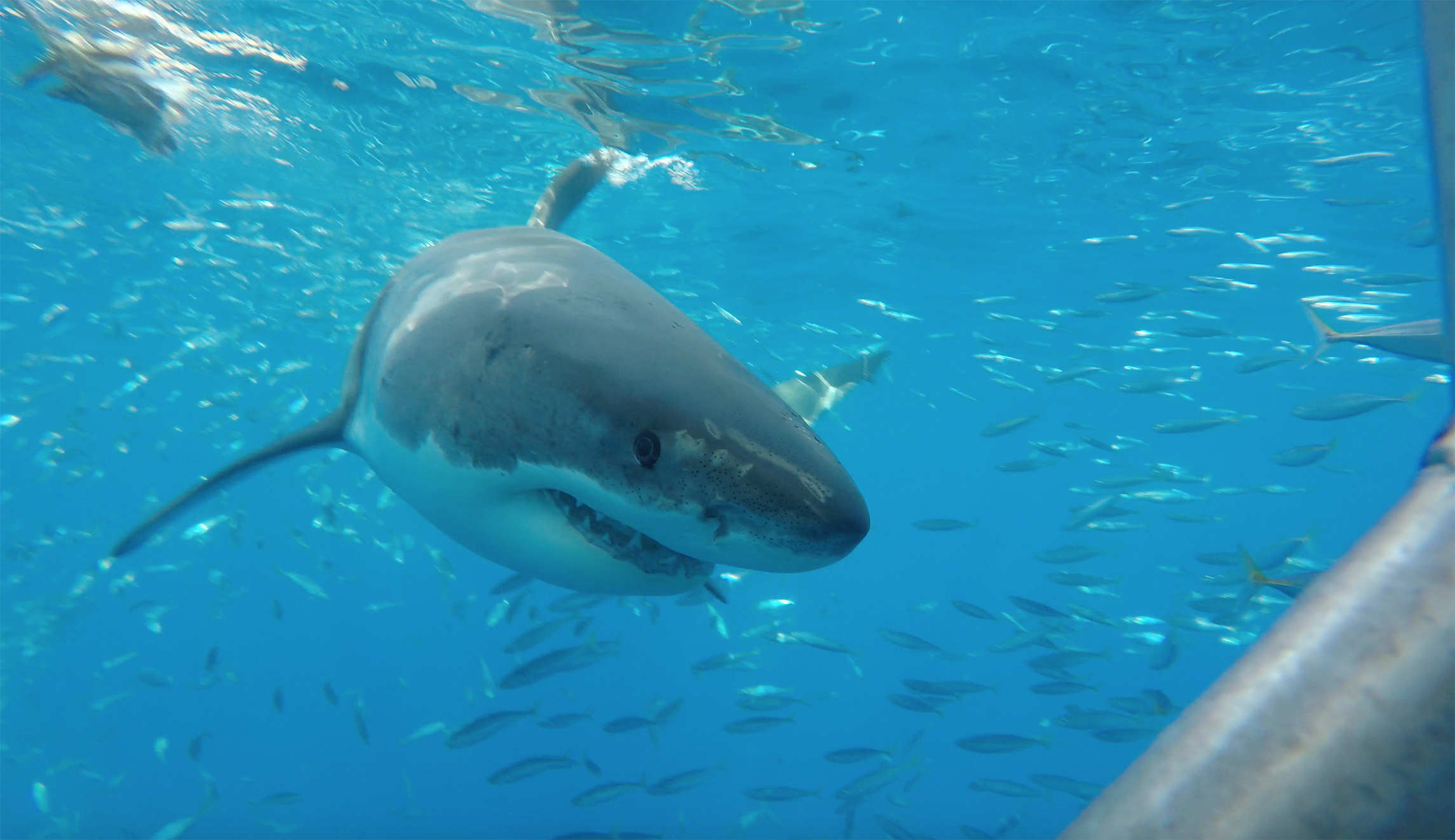 Donations pour into shark nonprofits after report on Trump saying he hopes ‘all sharks die’