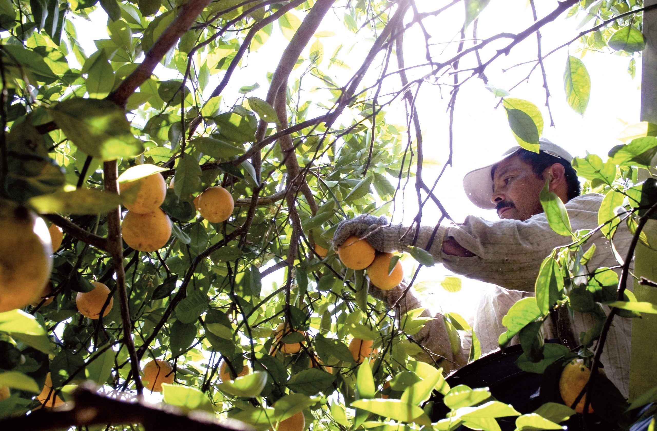 More protection for illegal workers