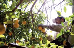More protection for illegal workers