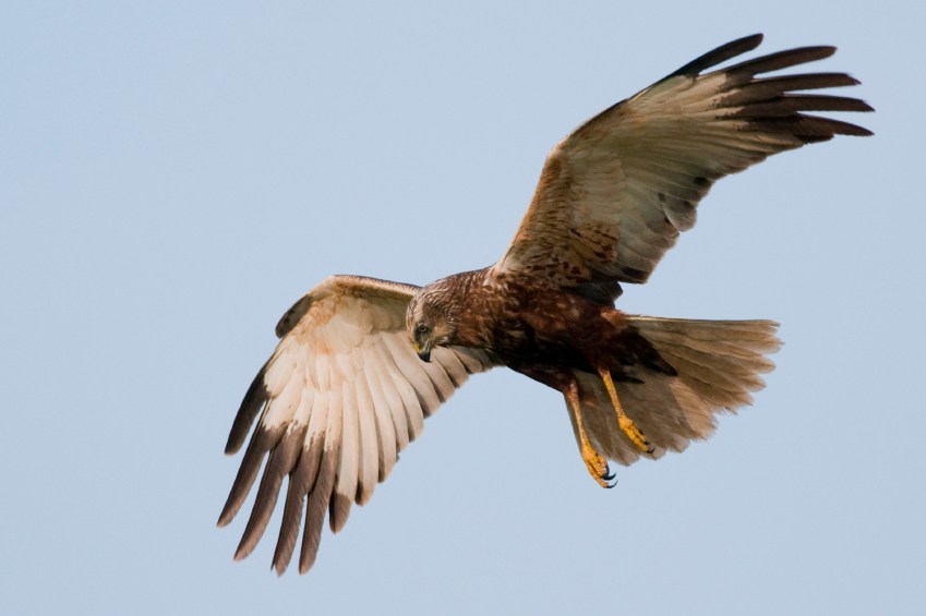 Fed’s inflation hawks fly the coop