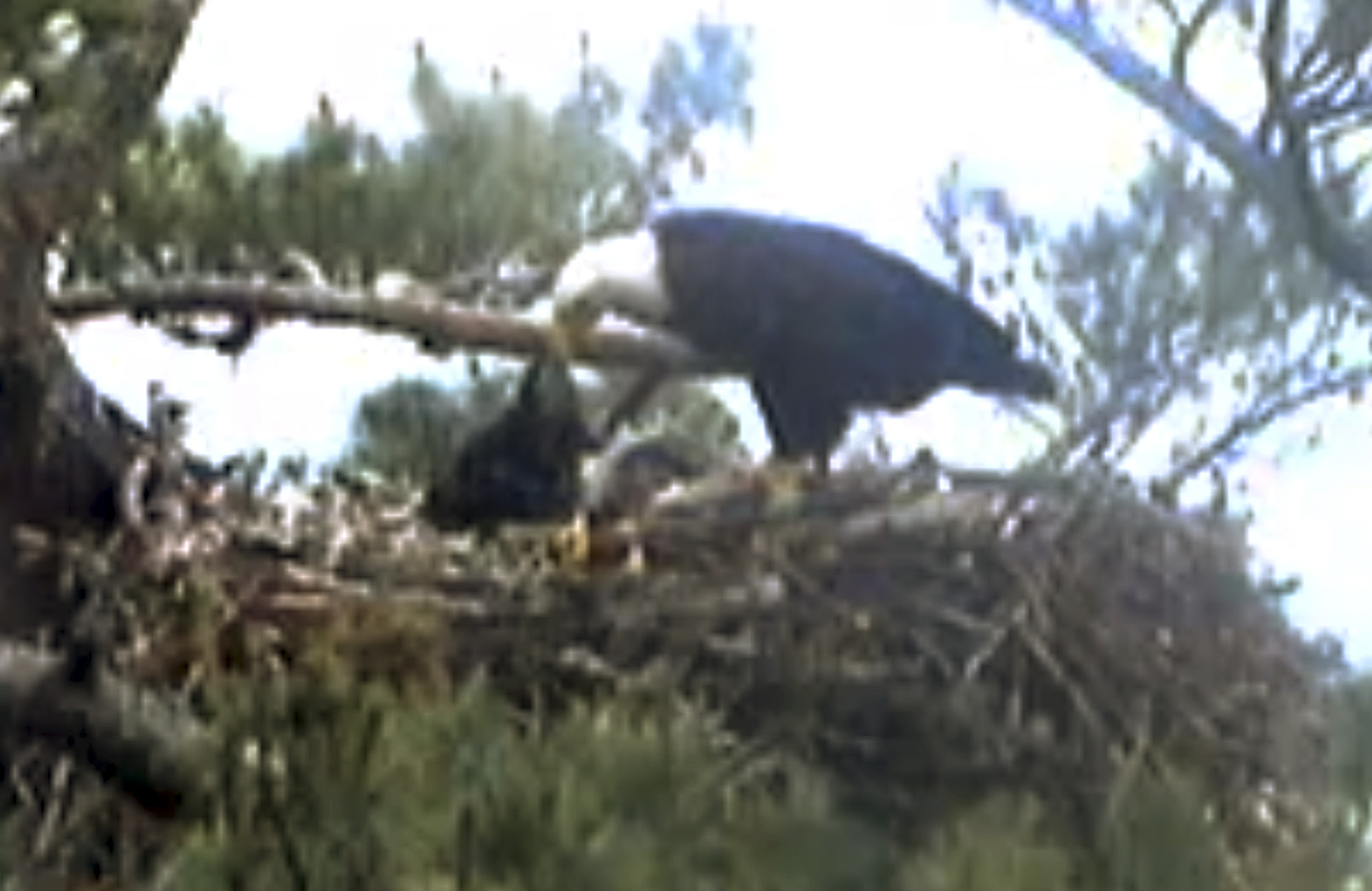 Officials figure out the hard way that webcams and dying baby eagles don’t make for happy viewers