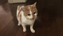 Pence family cat, Pickle, dies