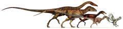 Study traces dinosaur evolution into early birds