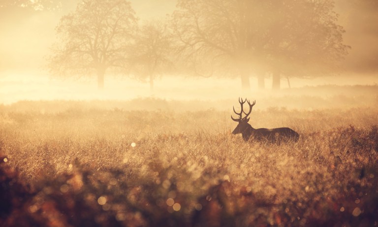 GOP lawmakers are trying to make it easier for hunters and fishermen to bag a deer or hook a trout on federal land.