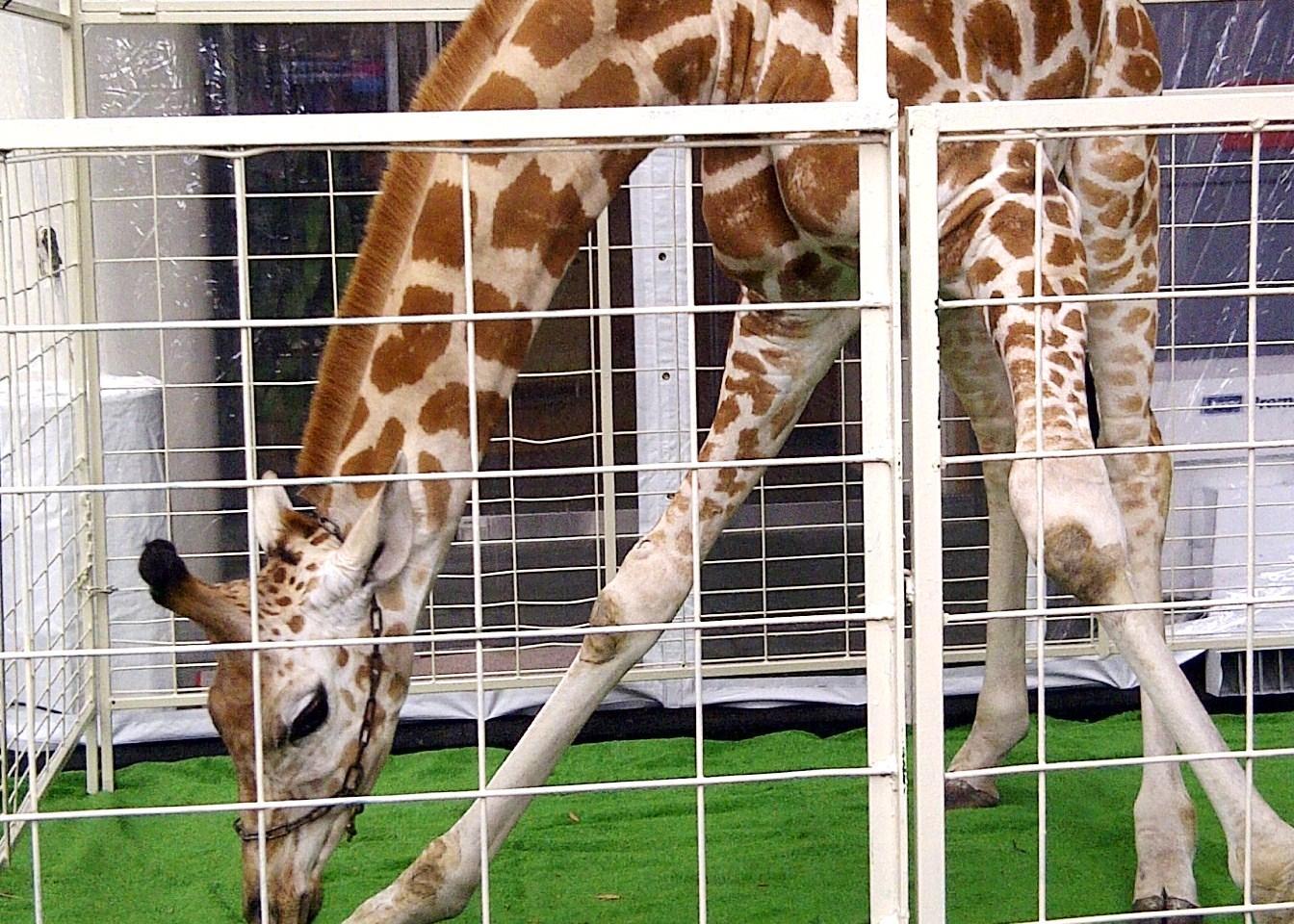 Sightings: A giraffe visits the Newseum