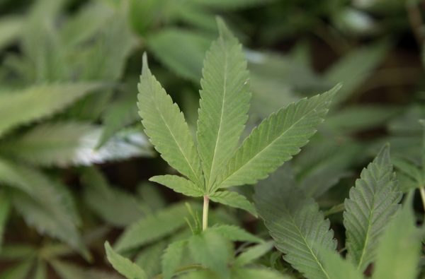 Illinois’ first social equity licensed dispensary opens in Chicago