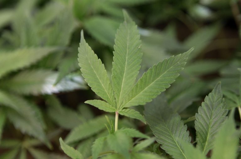 Medical marijuana clone plants at a medical marijuana dispensary in Oakland, Calif. (AP/Jeff Chiu)