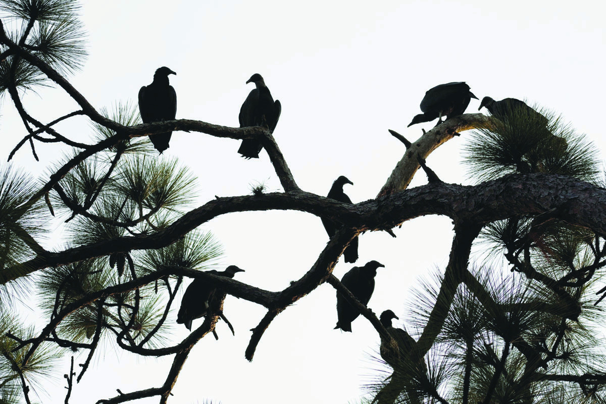 Vultures gone from Leesburg, at least for now