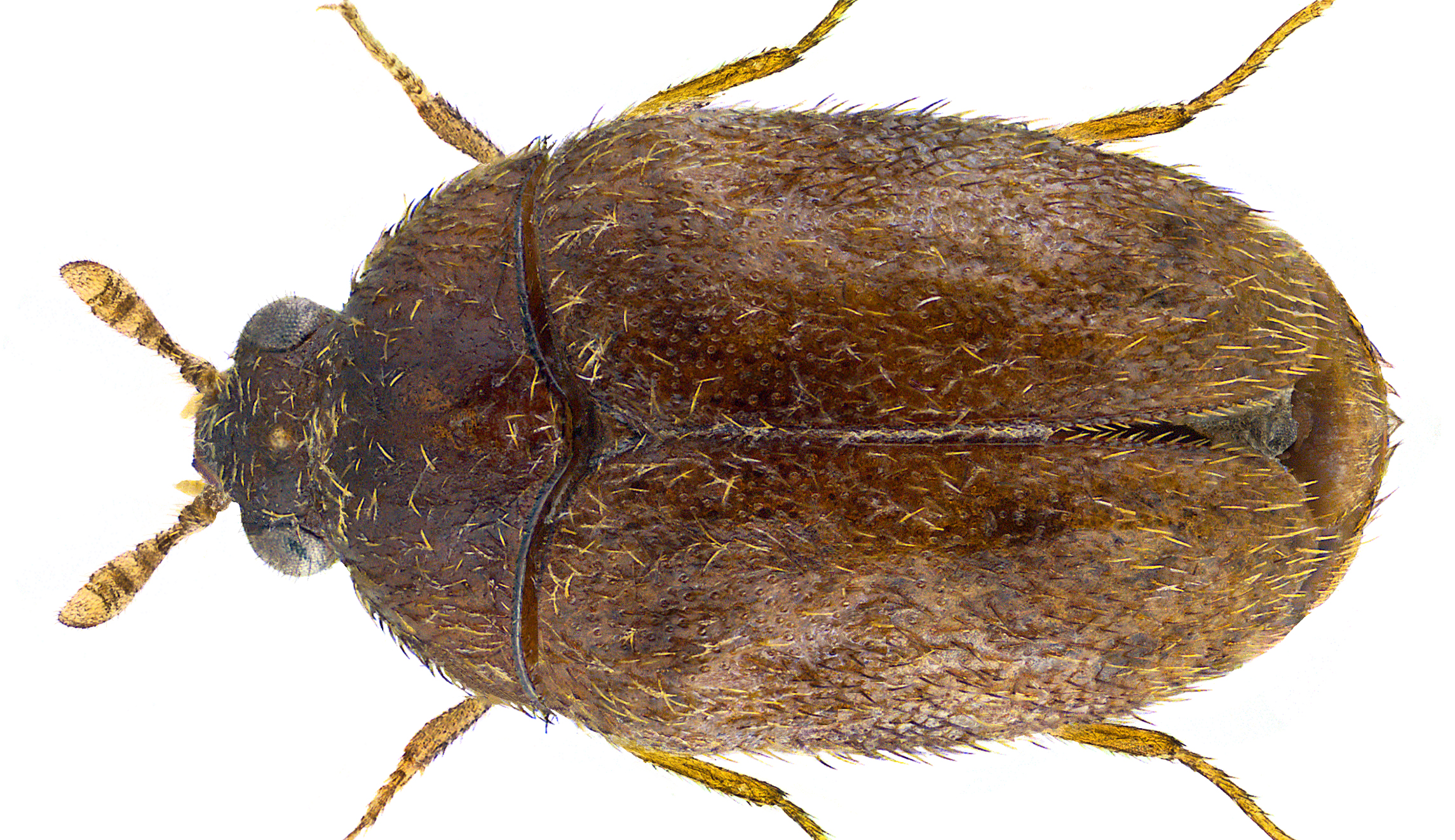 ‘Most destructive pest’ found in passengers’ luggage at DC-area airports: Customs officials