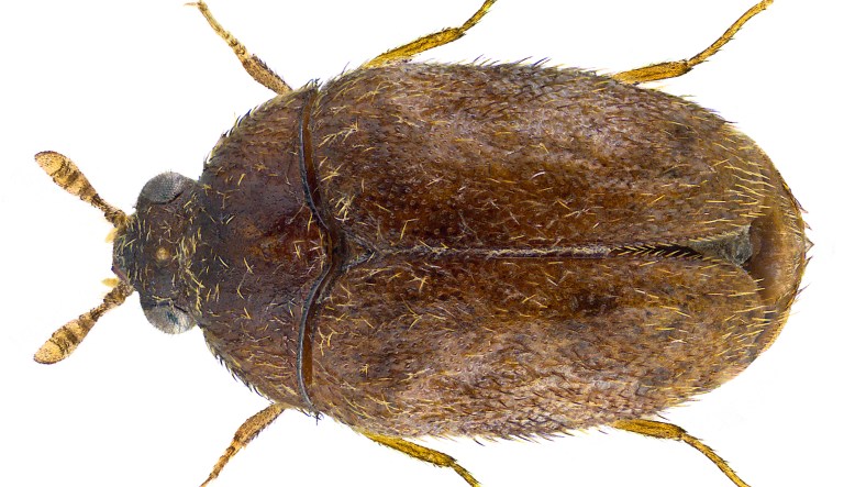 The Department of Homeland Security's agriculture specialists at Baltimore Washington International Thurgood Marshall Airport found two live adult Khapra beetles, one dead immature larva, and several cast skins in two pounds of insect-infested cow peas during a standard inspection Feb. 23. (Udo Schmidt / Wikimedia Commons)