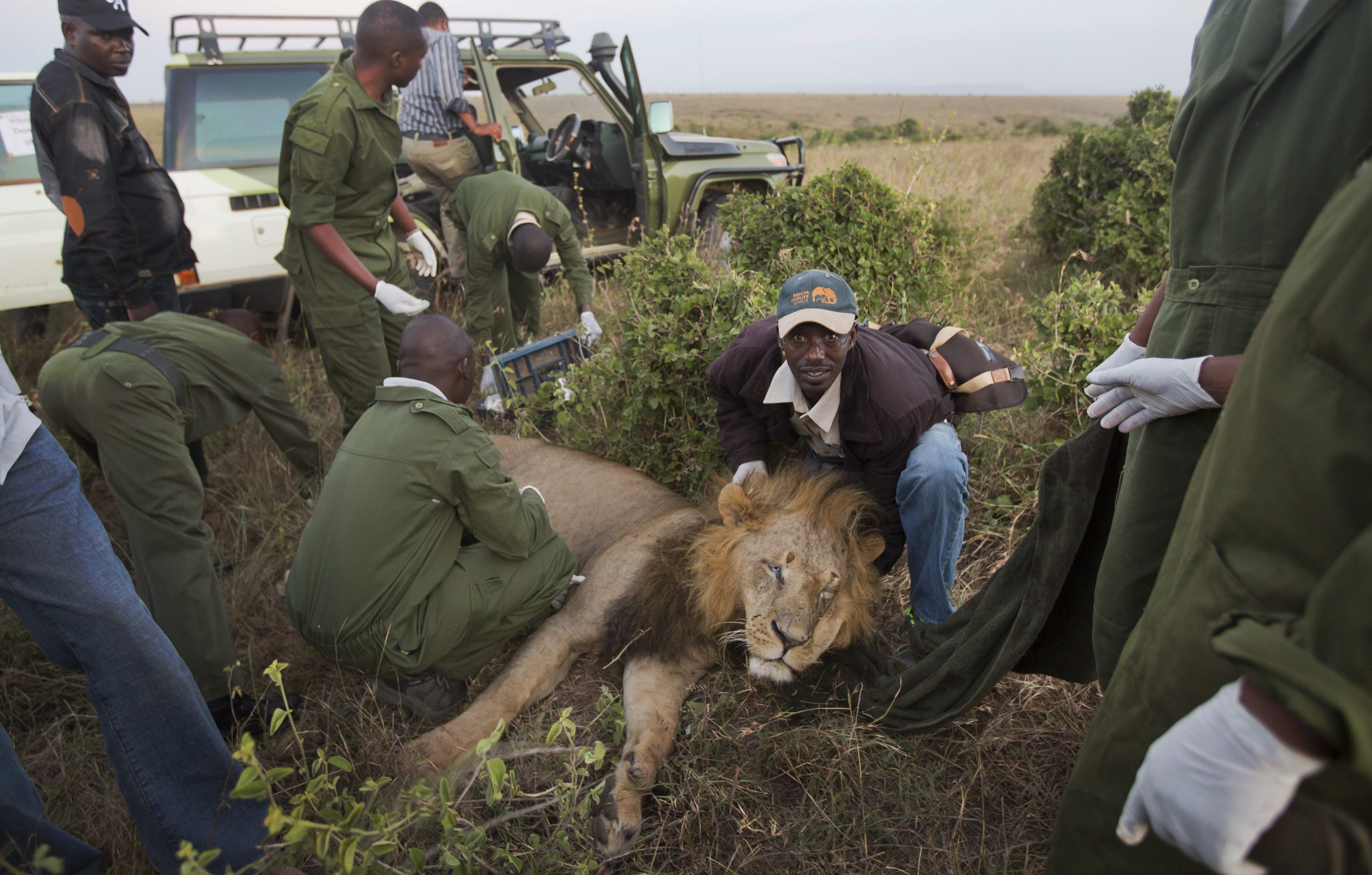 Kenya: Hi-tech help to stop human-lion conflict