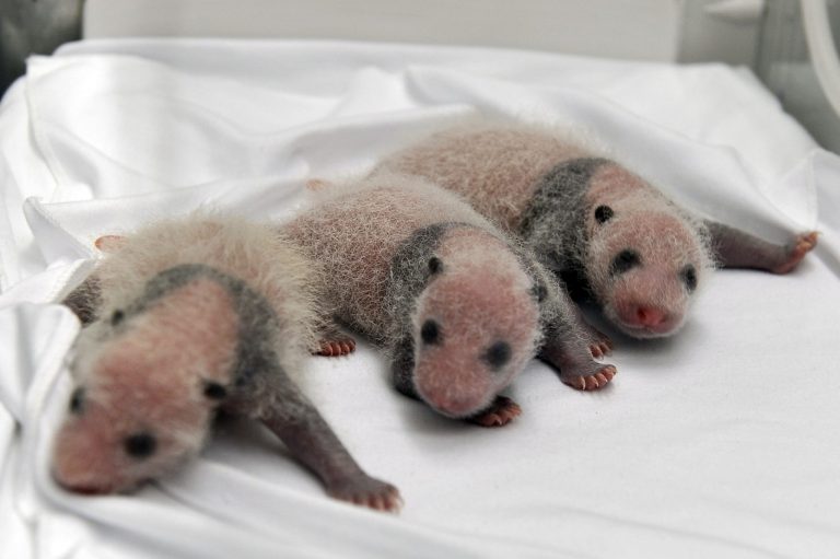 Triplet panda cubs rest in an incubator at the Chimelong Safari Park in Guangzhou in south China's Guangdong province Tuesday Aug. 12, 2014. China announced Tuesday the birth of extremely rare panda triplets in a further success for the country's artificial breeding program. The three cubs were born July 29 in the southern city of Guangzhou, but breeders delayed an announcement until they were sure all three would survive, the official China News Service said.(AP Photo) CHINA OUT