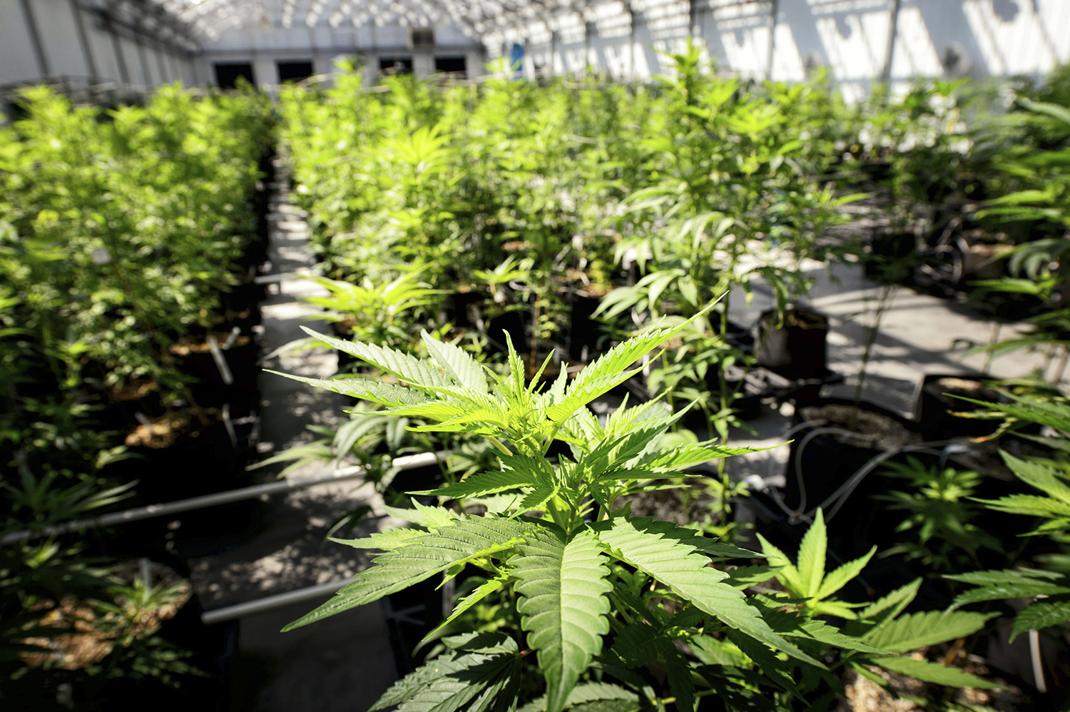 Four governors ask federal government to respect state marijuana laws