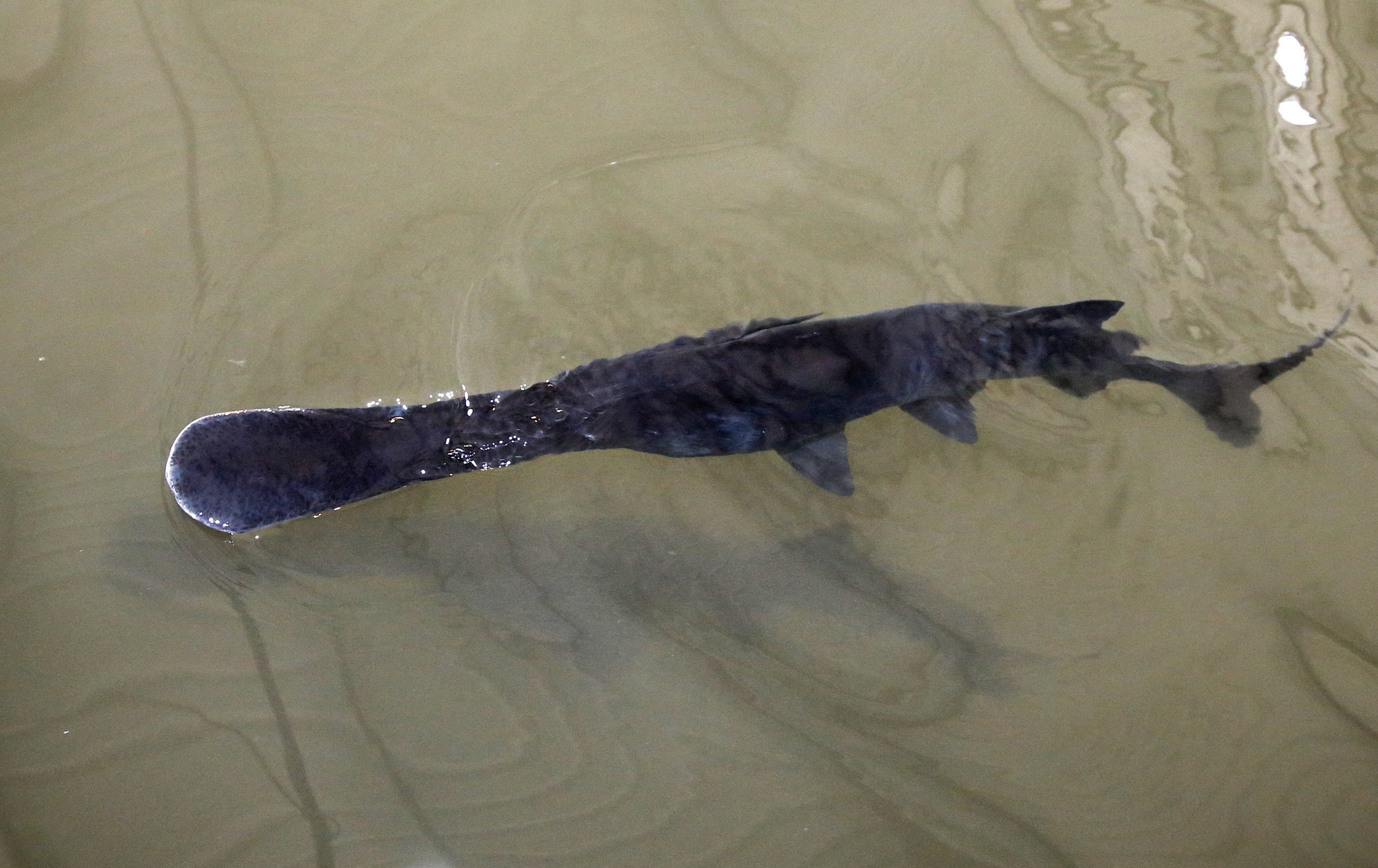Texas lake welcomes back paddlefish gone for years