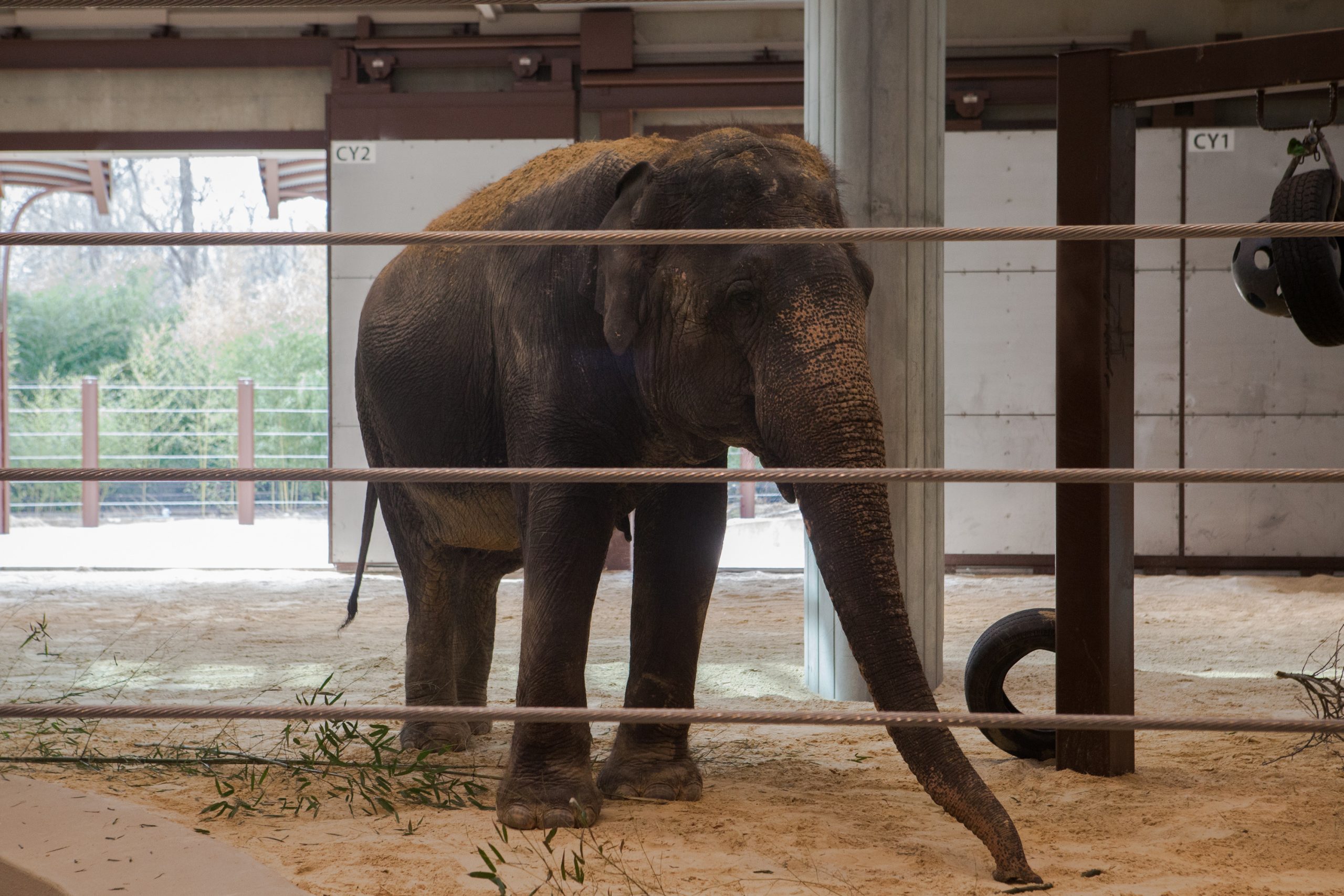 National Zoo’s new $56 million elephant habitat opens Saturday