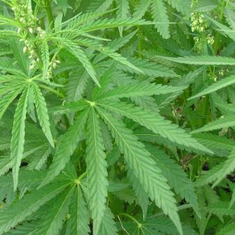 Put Down the Bong and Back Away