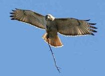 Überhawks take up arms against debt deal